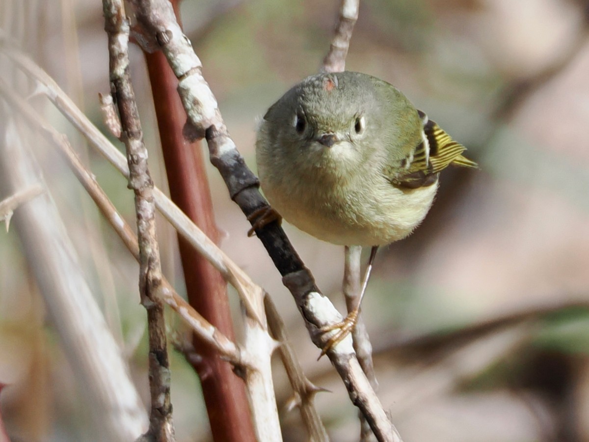 Ruby-crowned Kinglet - ML652892120