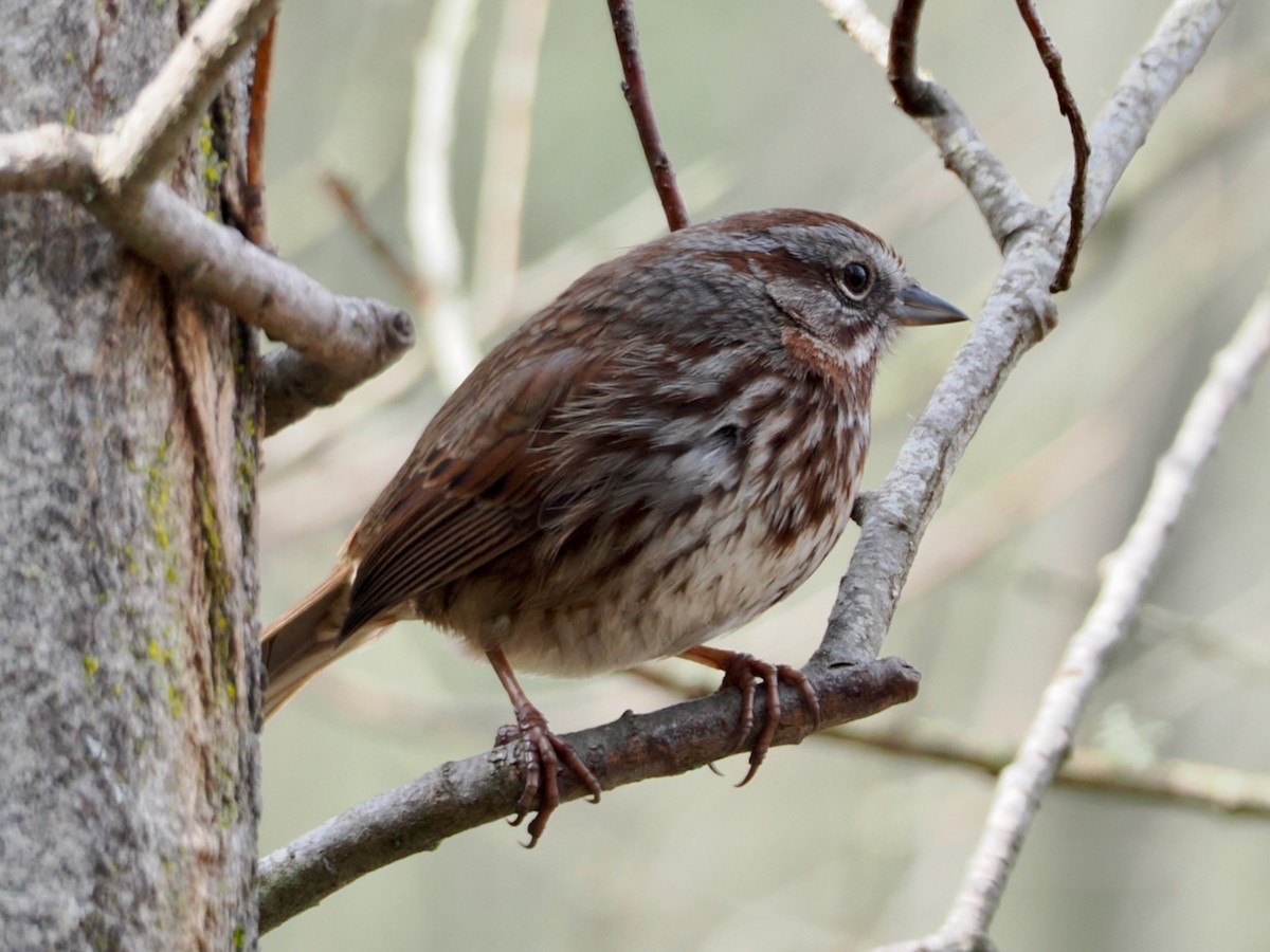 Song Sparrow - ML652892127