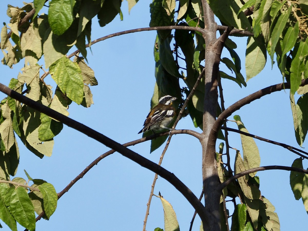 Western Spindalis (Cozumel I.) - ML652892128
