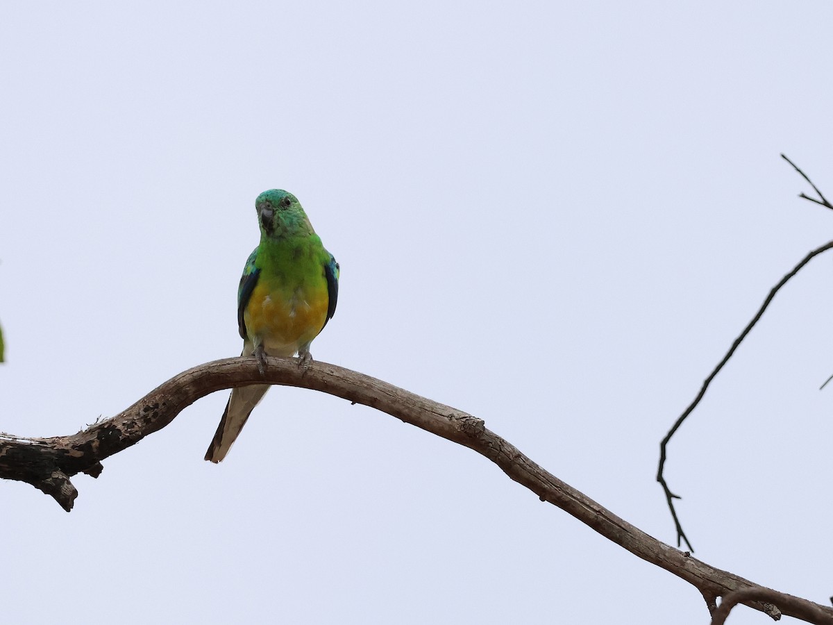 Perruche à croupion rouge - ML652892291