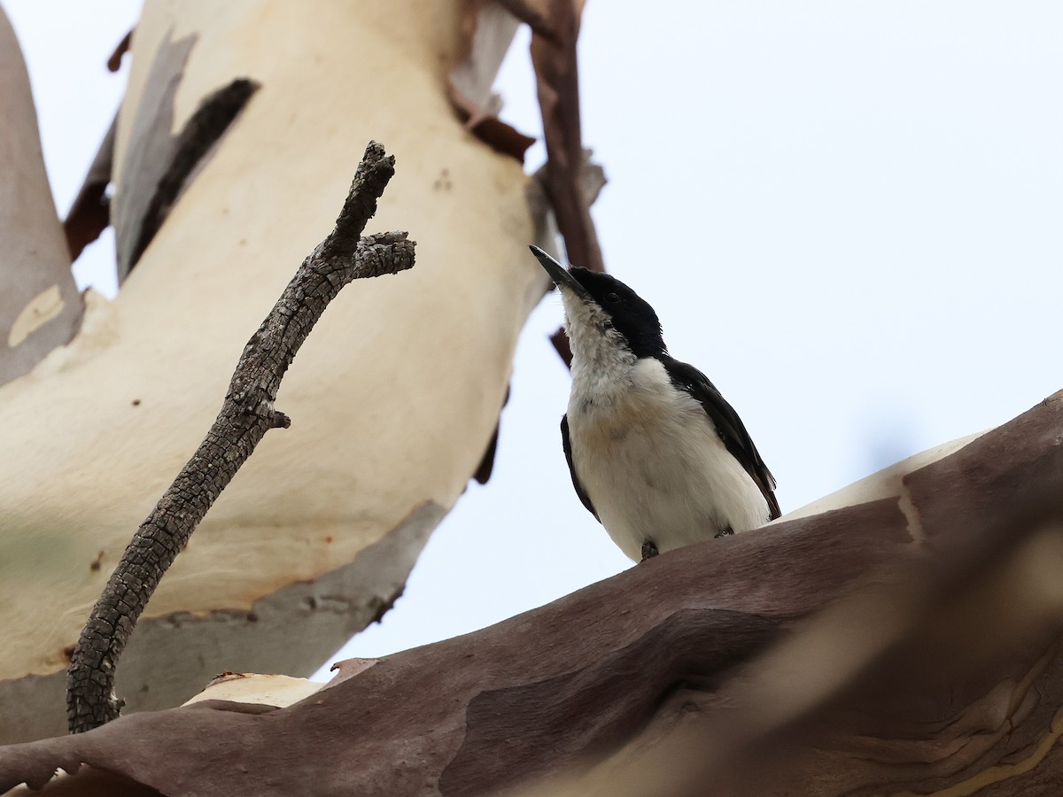 Monarque infatigable - ML652892300