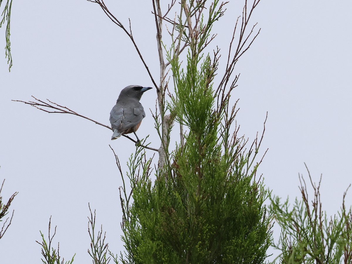 Langrayen bridé - ML652892321