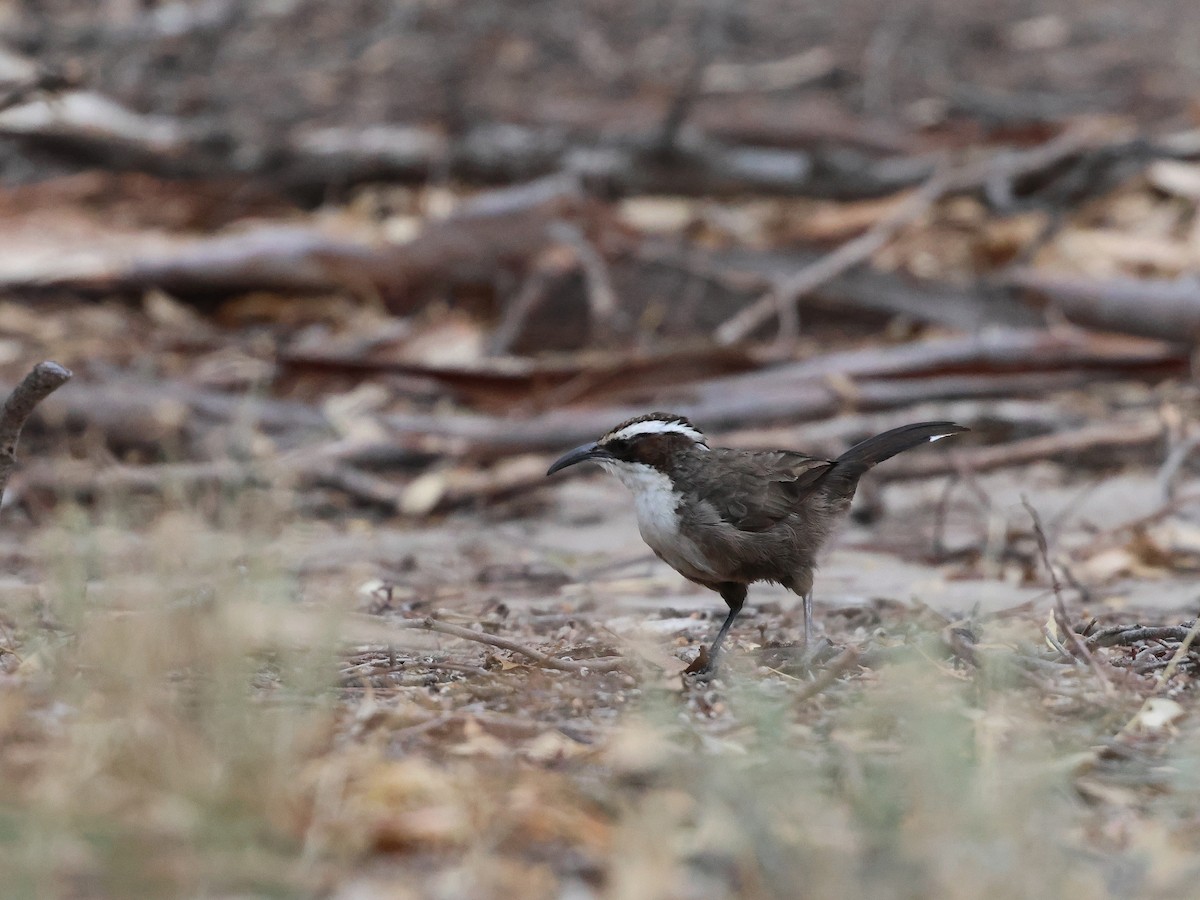 Pomatostome bridé - ML652892333