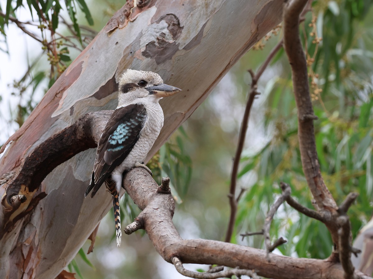 Laughing Kookaburra - ML652892548