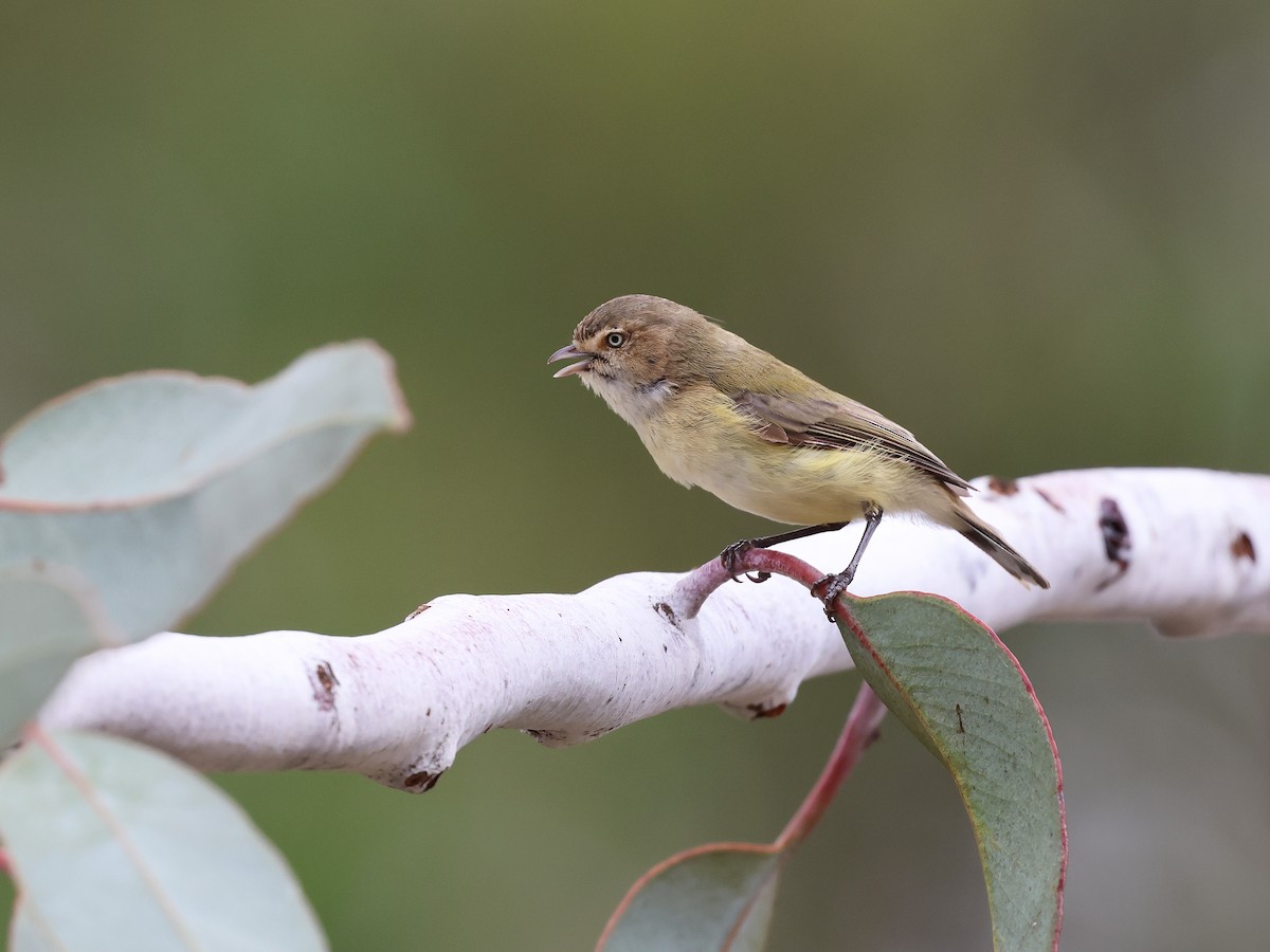 Weebill - ML652892674