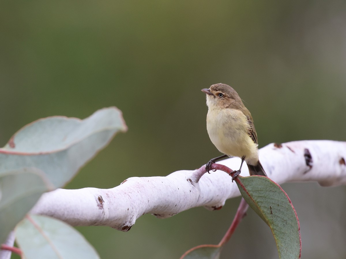 Weebill - ML652892675