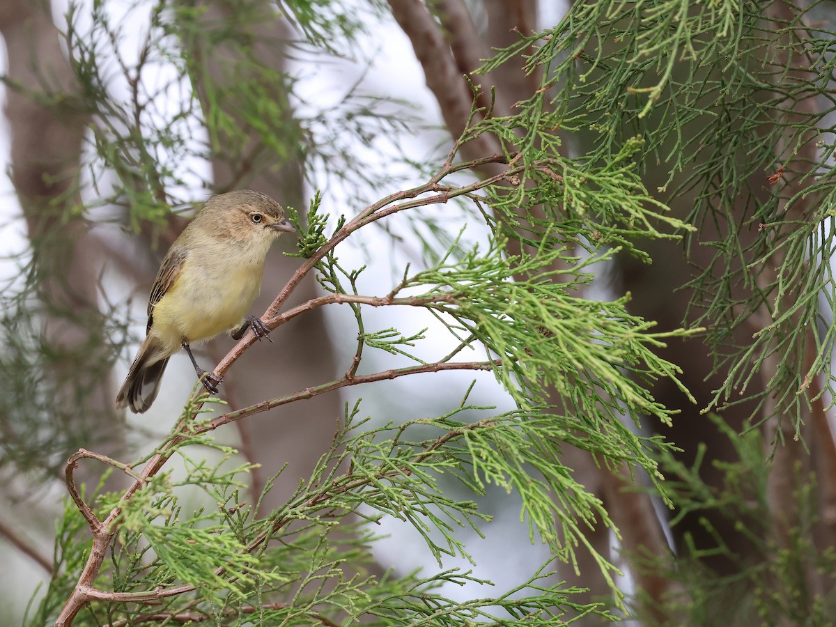 Weebill - ML652892677