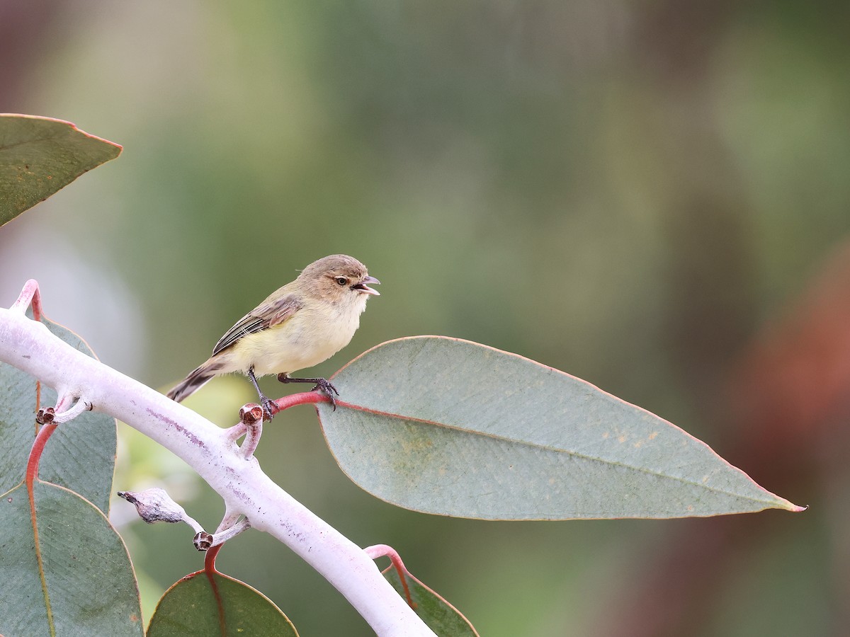 Weebill - ML652892678