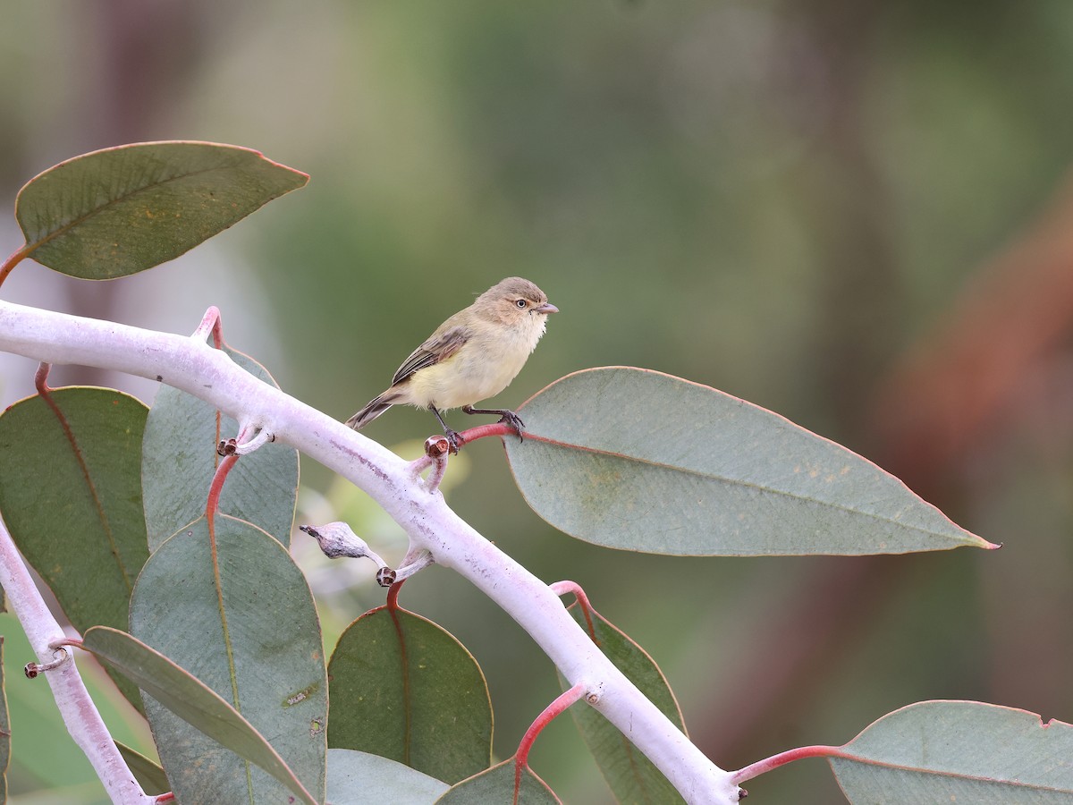 Weebill - ML652892679