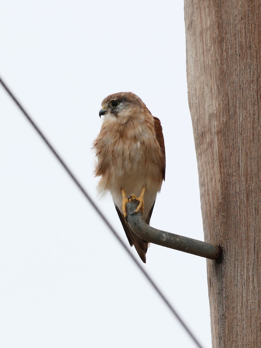Nankeen Kestrel - ML652892963