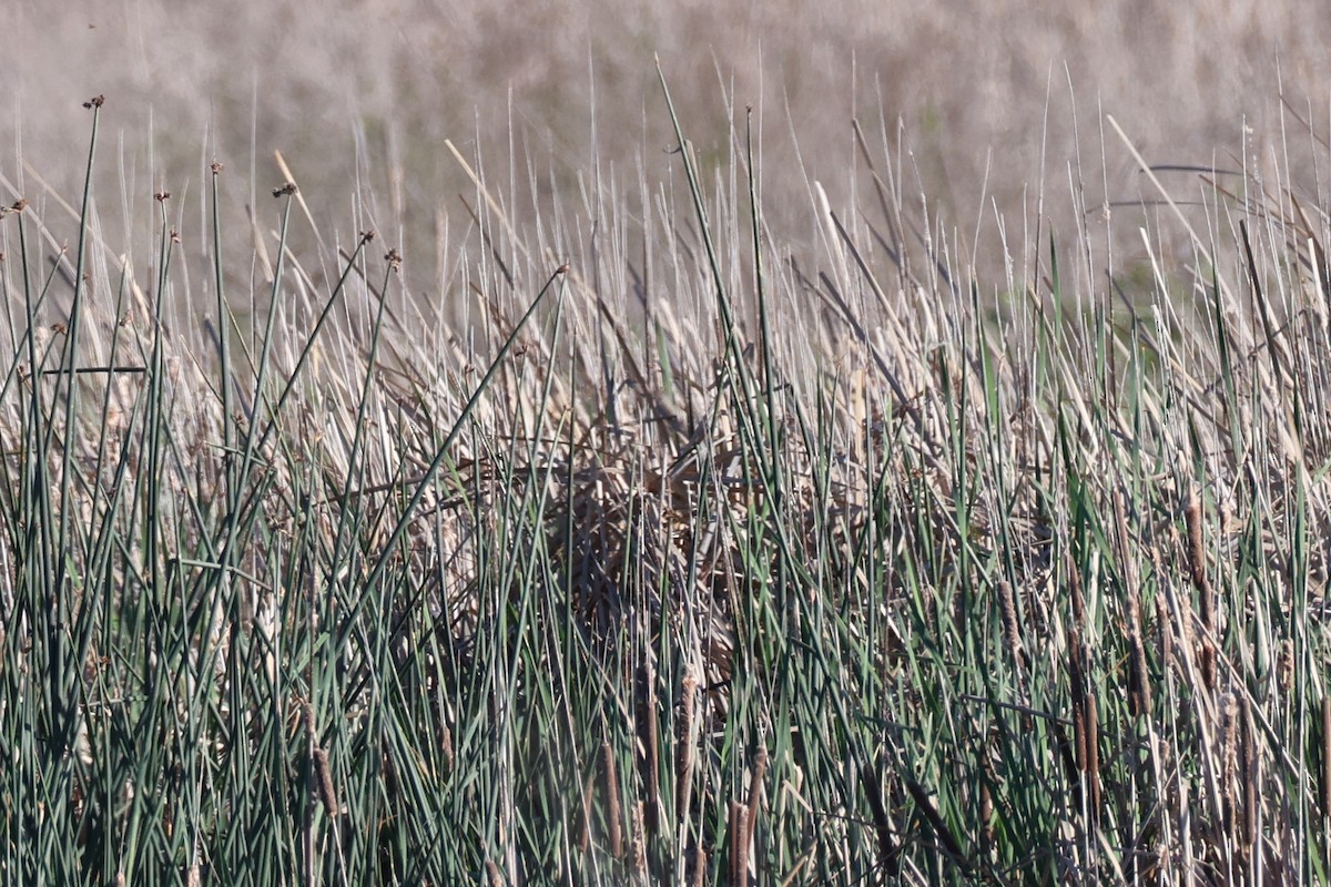 Bataklık Çıtkuşu - ML652893082