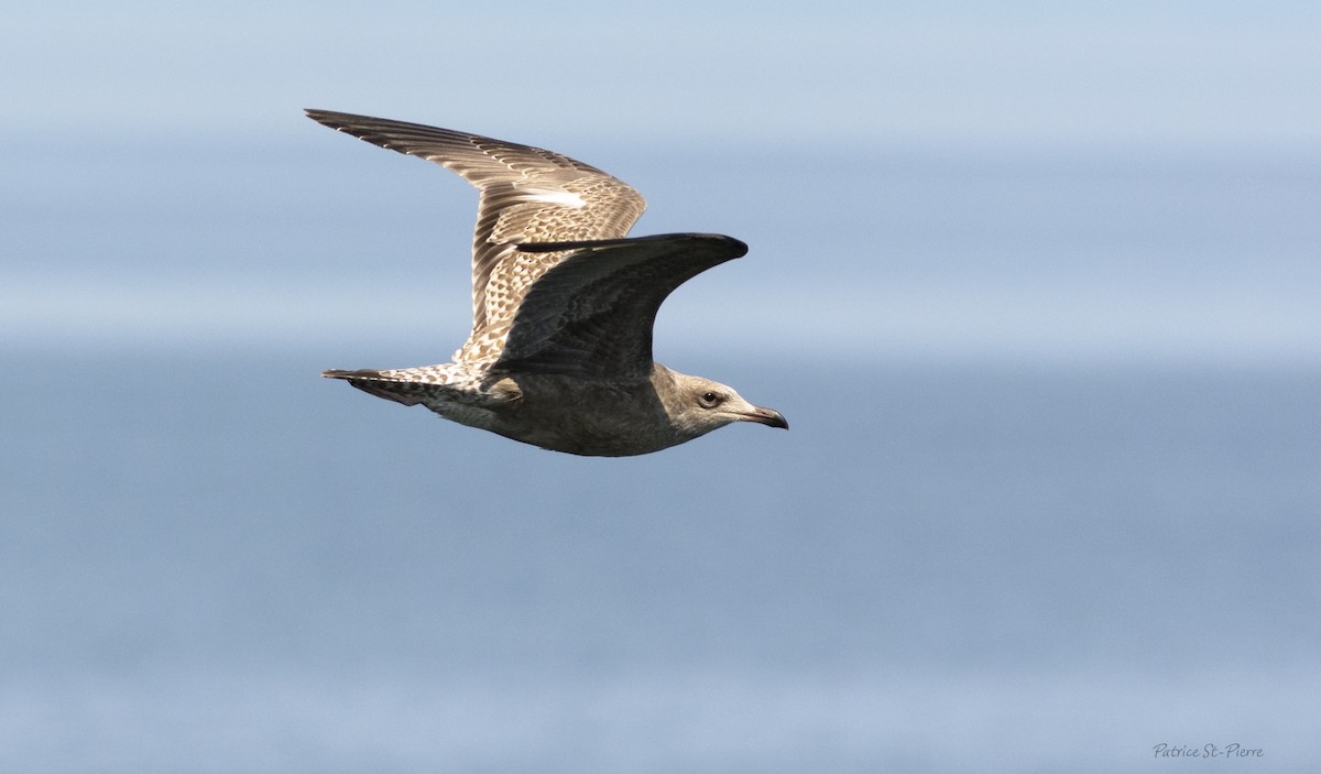 Herring Gull - Patrice St-Pierre