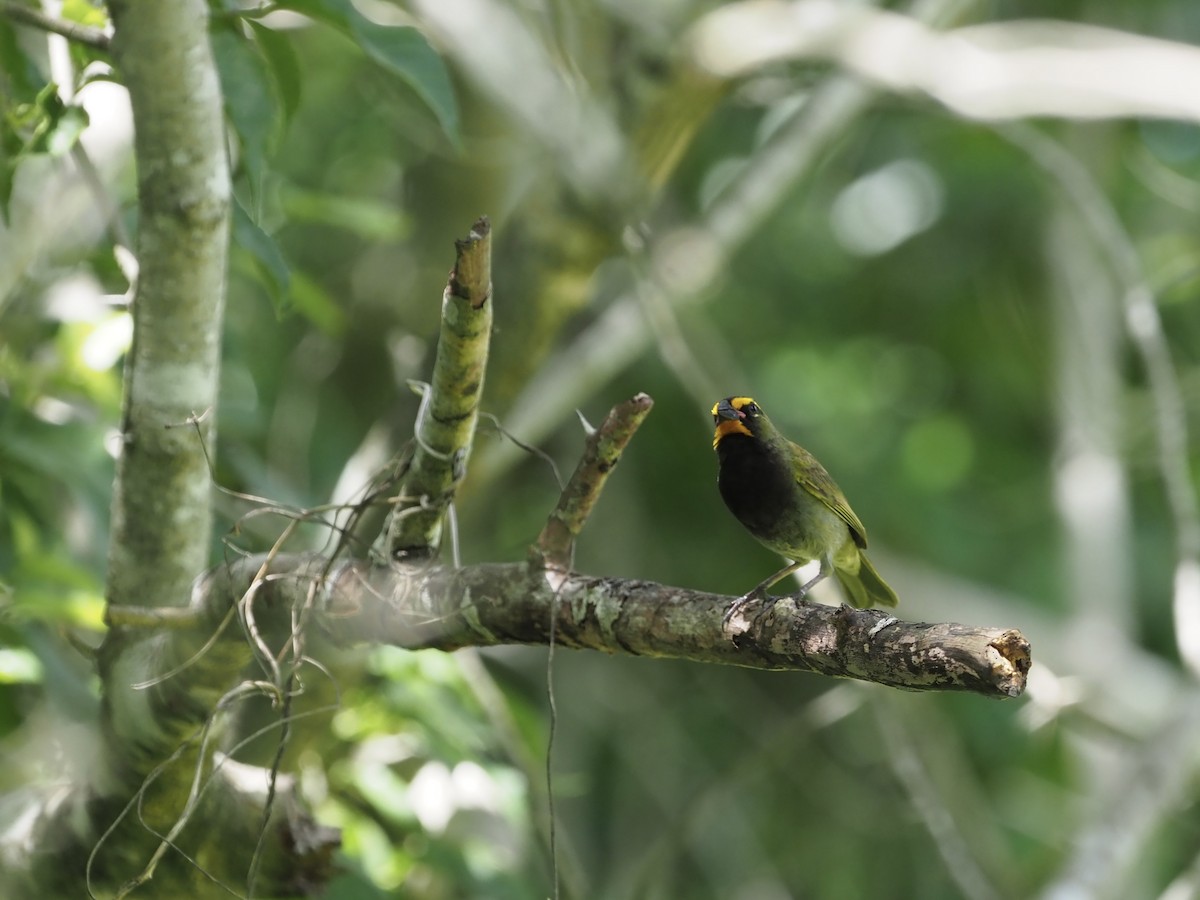 Yellow-faced Grassquit - ML652893154