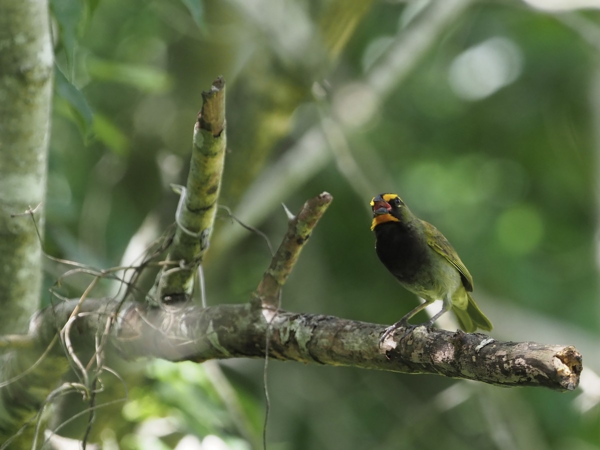 Yellow-faced Grassquit - ML652893165