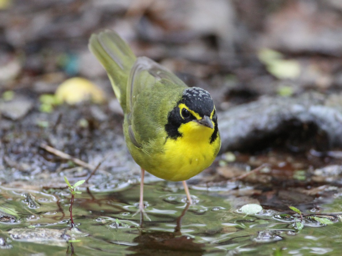 kentuckyparula - ML652893279