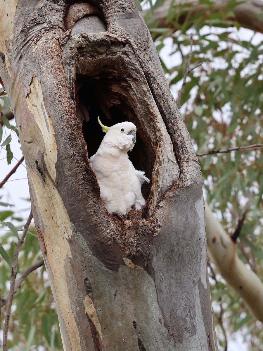 Sulphur-crested Cockatoo - ML652893552