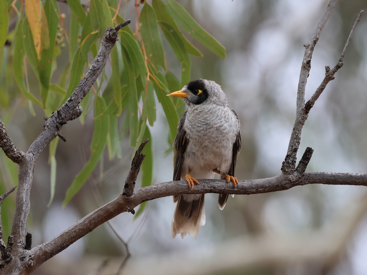 Noisy Miner - ML652893566