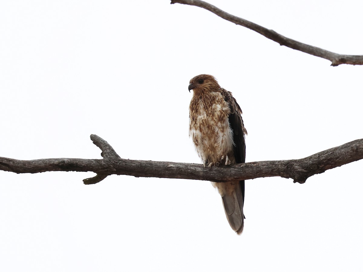 Whistling Kite - ML652893579