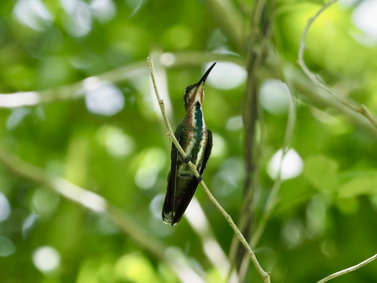 Green-breasted Mango - ML652893581