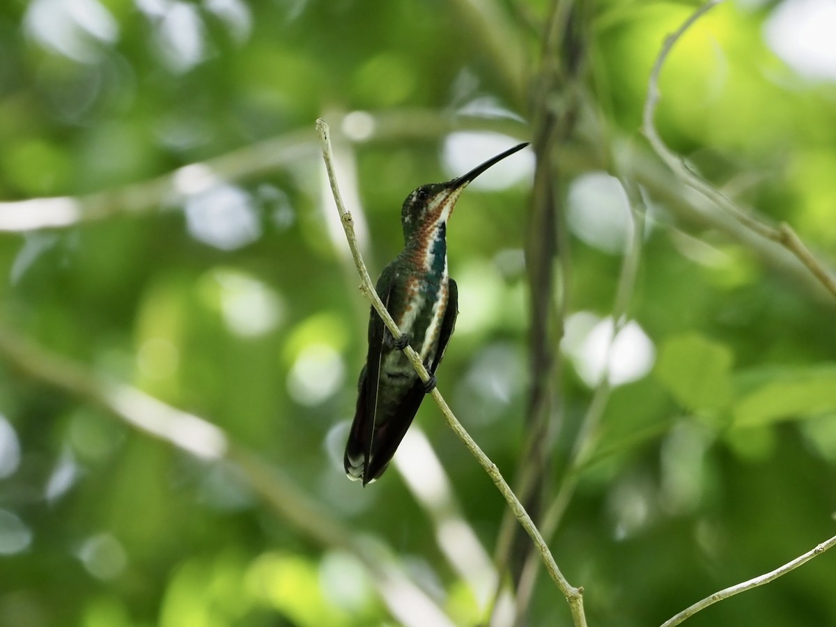 Green-breasted Mango - ML652893625