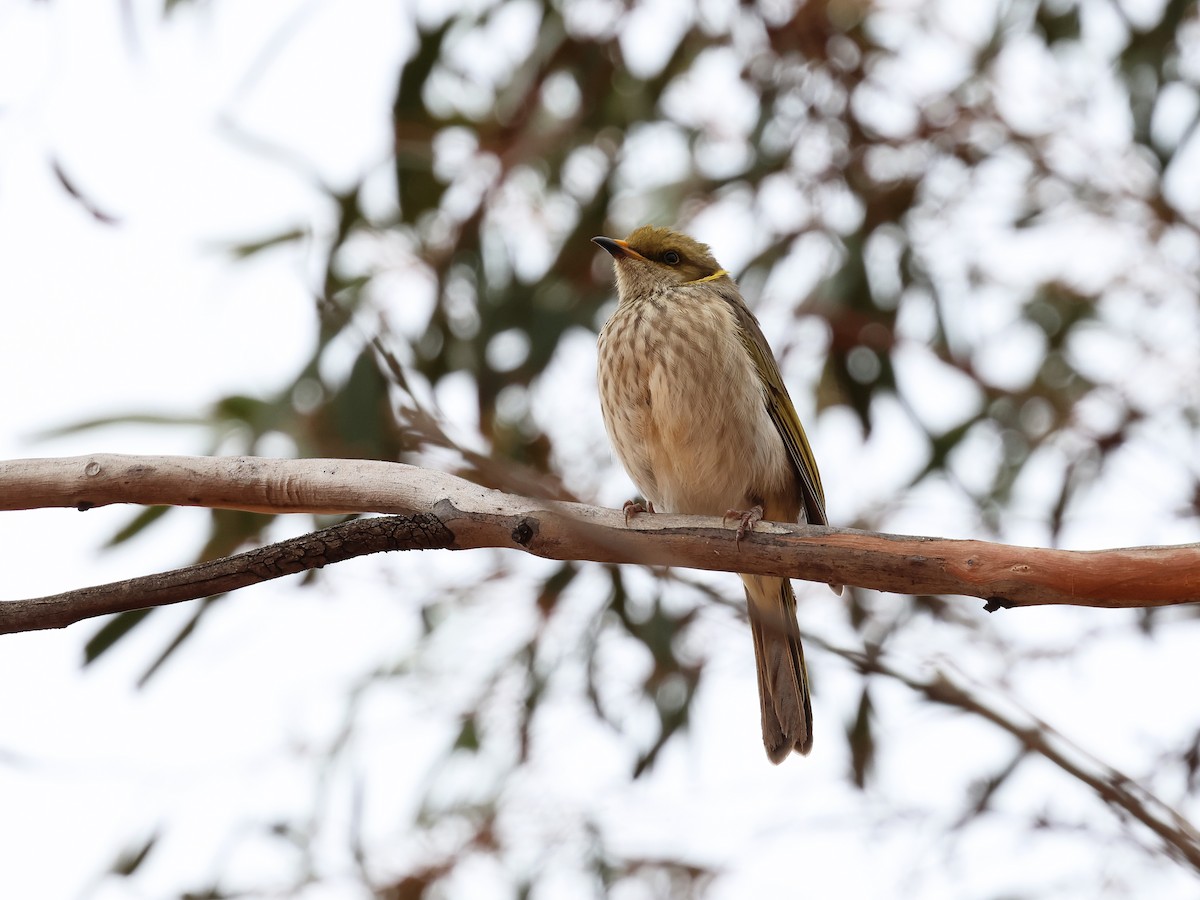 Yellow-plumed Honeyeater - ML652893746