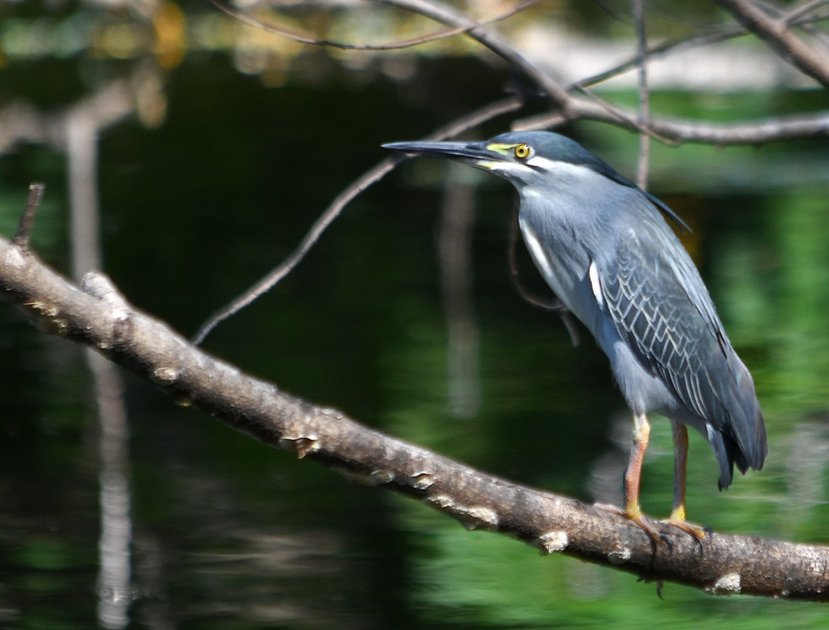 ササゴイ - ML652893824