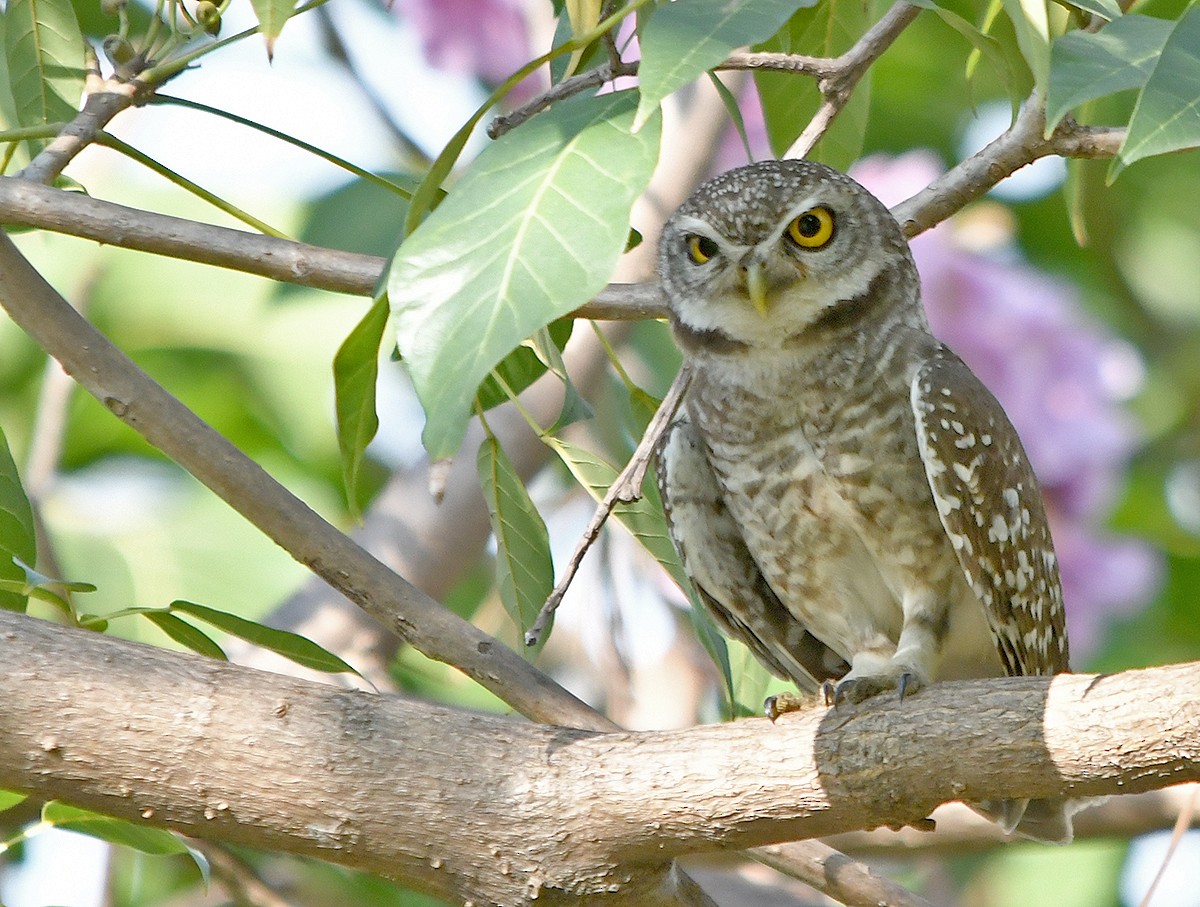 インドコキンメフクロウ - ML652893829