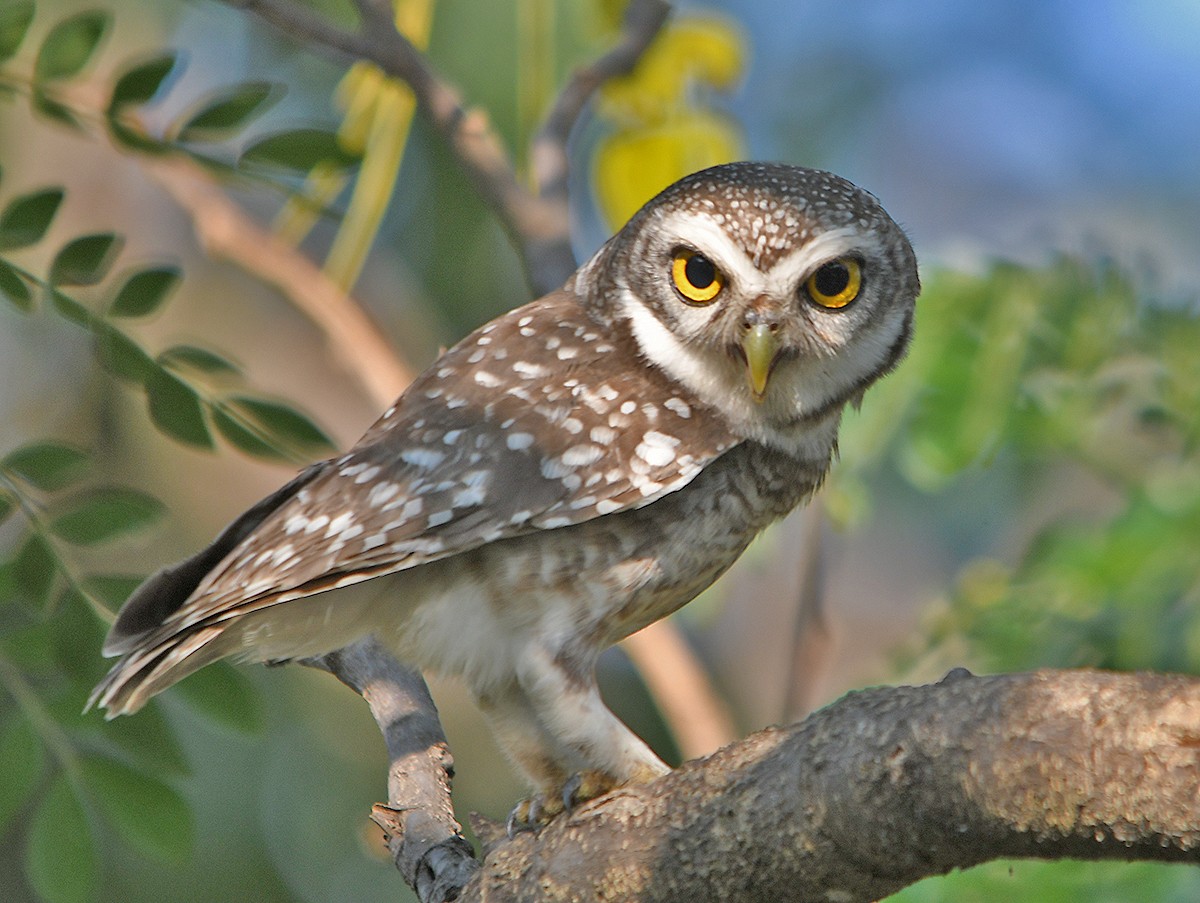 インドコキンメフクロウ - ML652893834