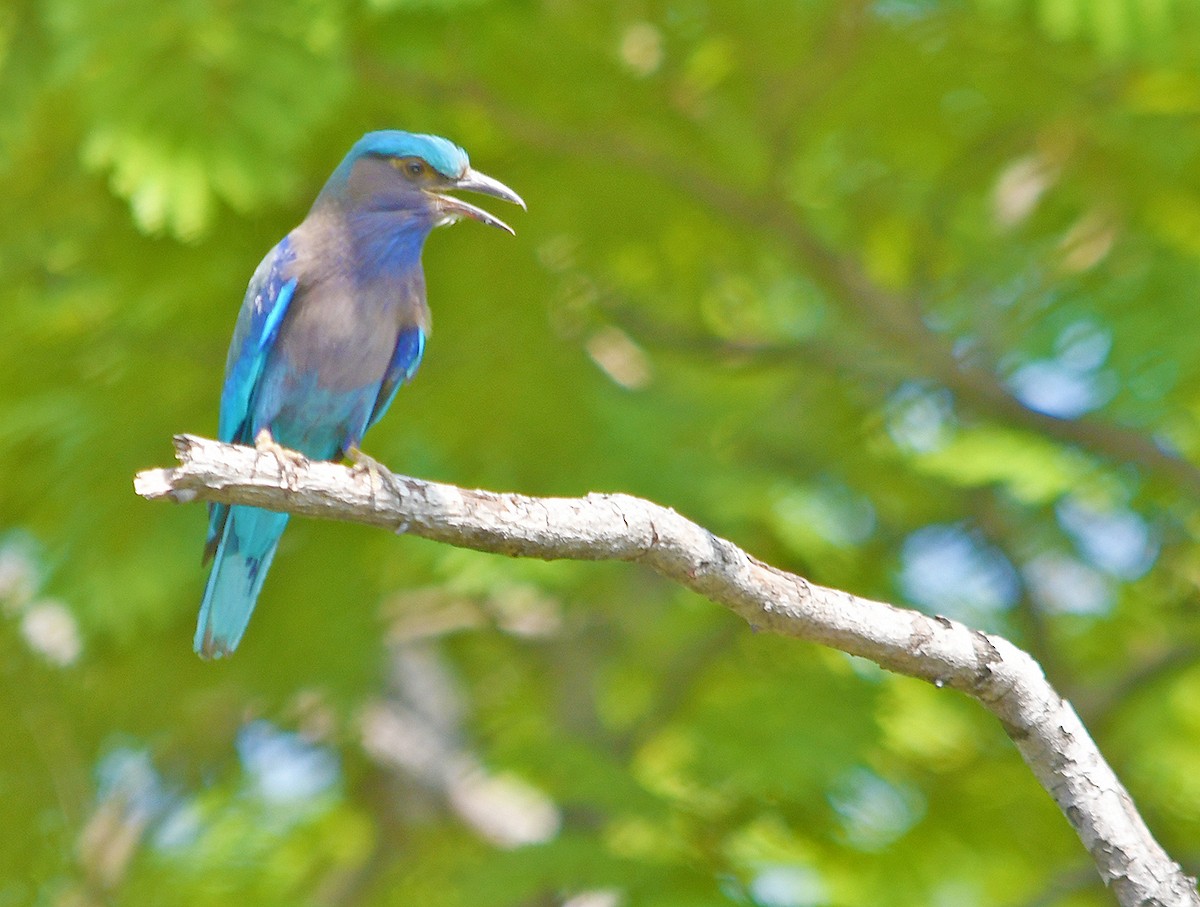 インドシナブッポウソウ - ML652893840