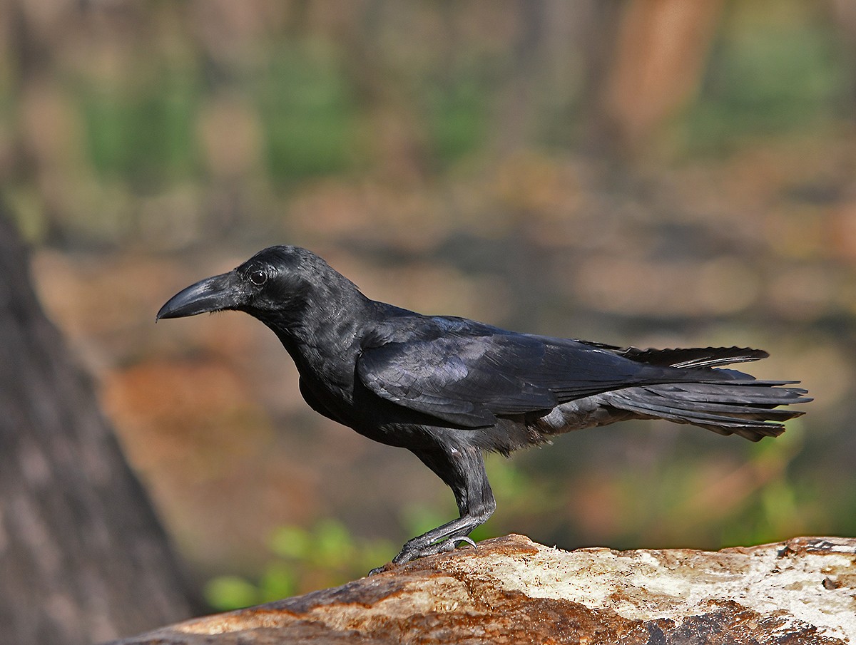 ハシブトガラス - ML652893845