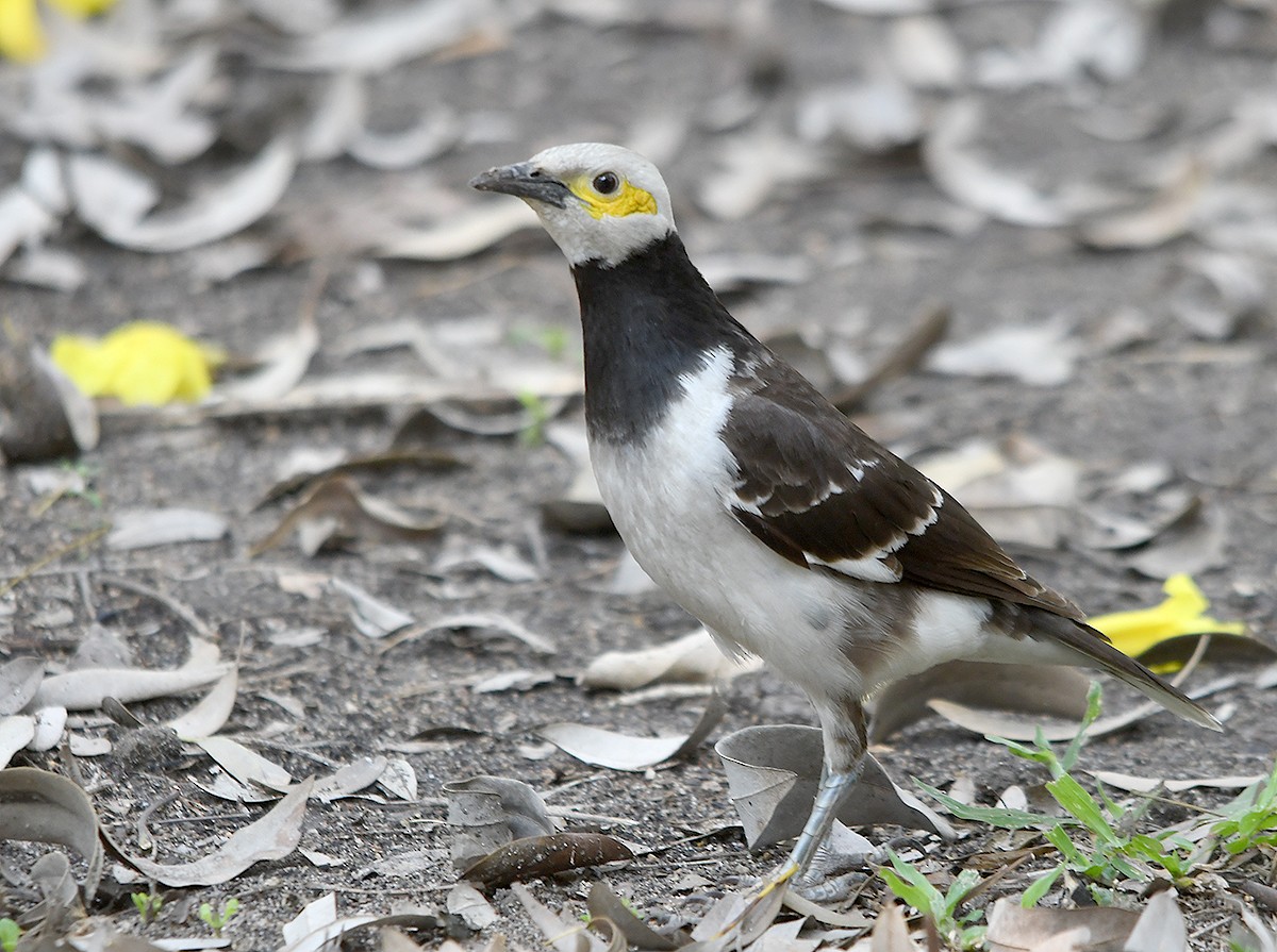 クビワムクドリ - ML652893848