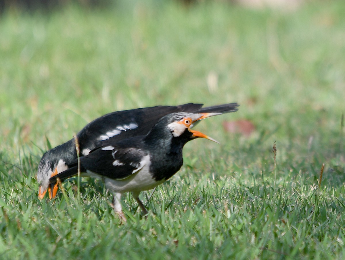 Siamese Pied Starling - ML652893853