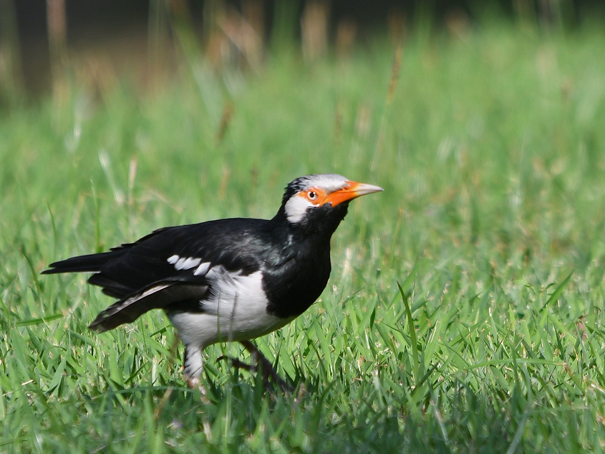Siamese Pied Starling - ML652893855