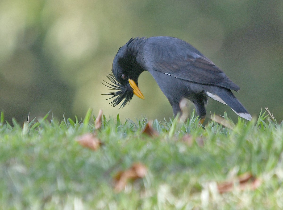 オオハッカ - ML652893862