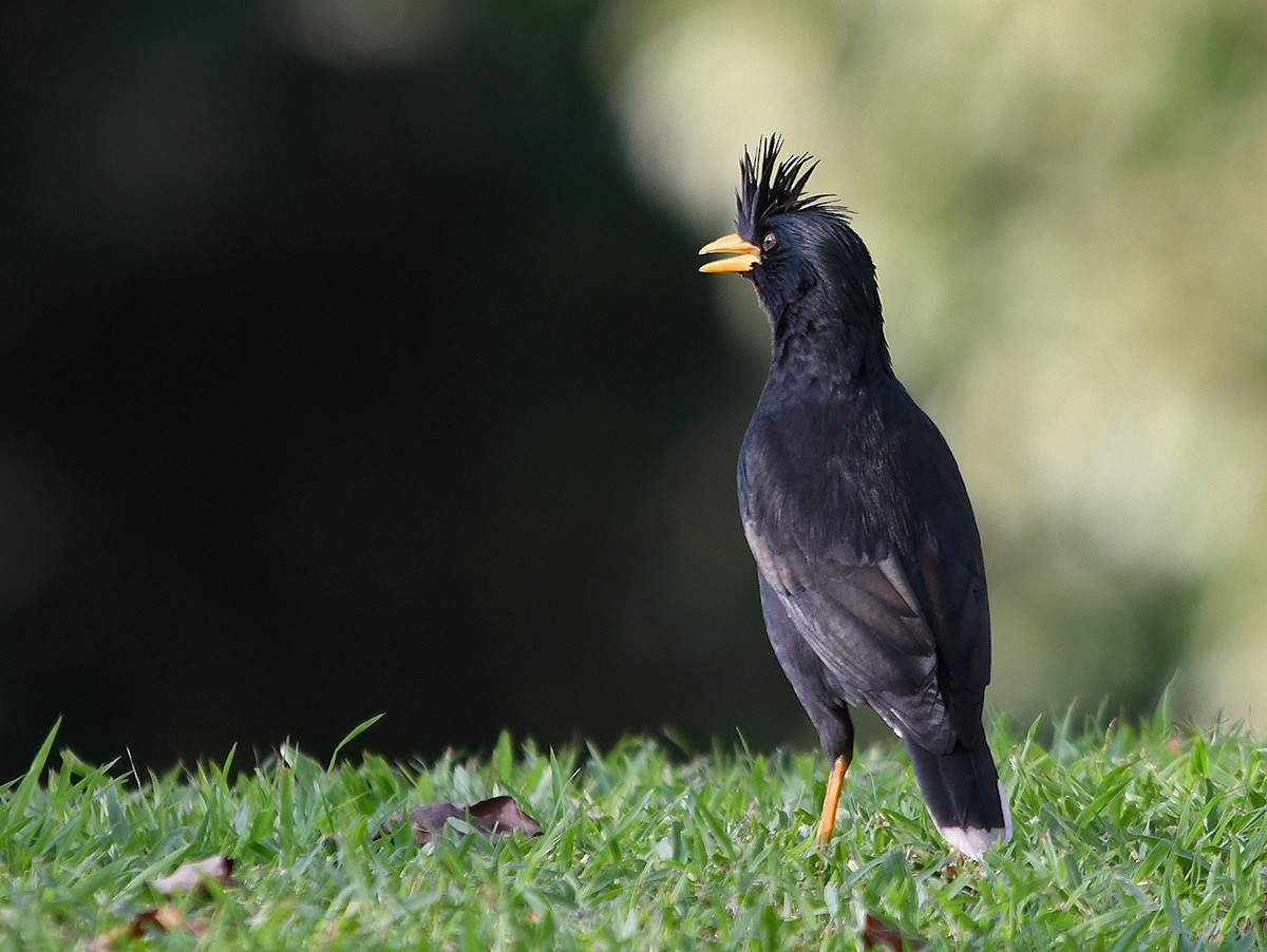 オオハッカ - ML652893863