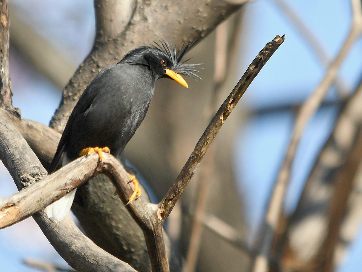 オオハッカ - ML652893867