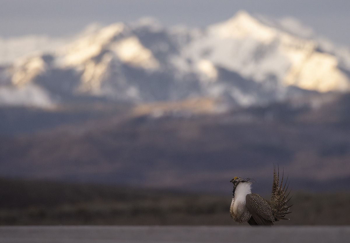 Greater Sage-Grouse - ML652894127