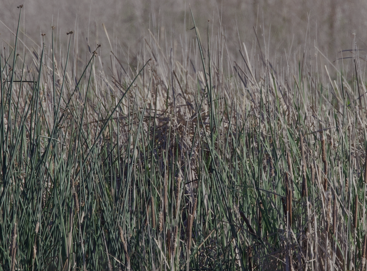 Bataklık Çıtkuşu - ML652894150