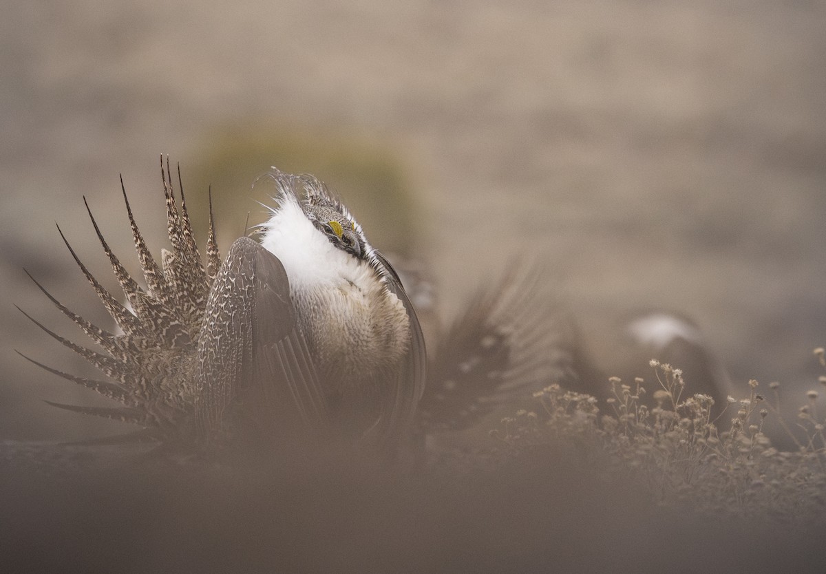 Greater Sage-Grouse - ML652894201