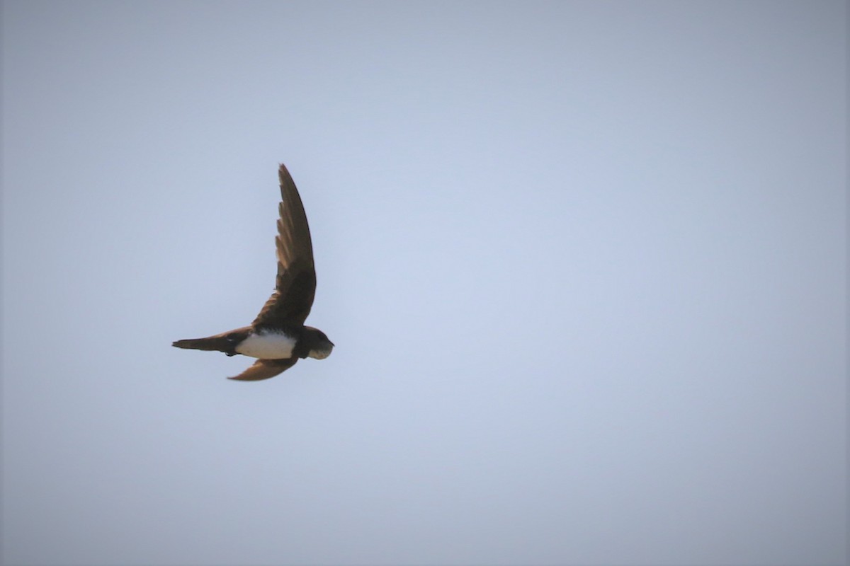 Alpine Swift - ML652894838