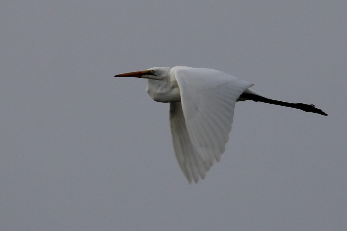 Grande Aigrette - ML652895327