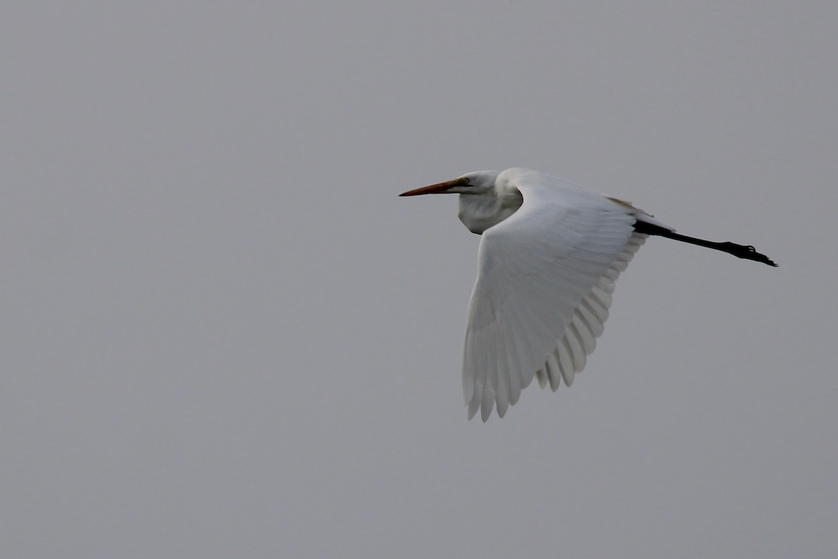 Grande Aigrette - ML652895328