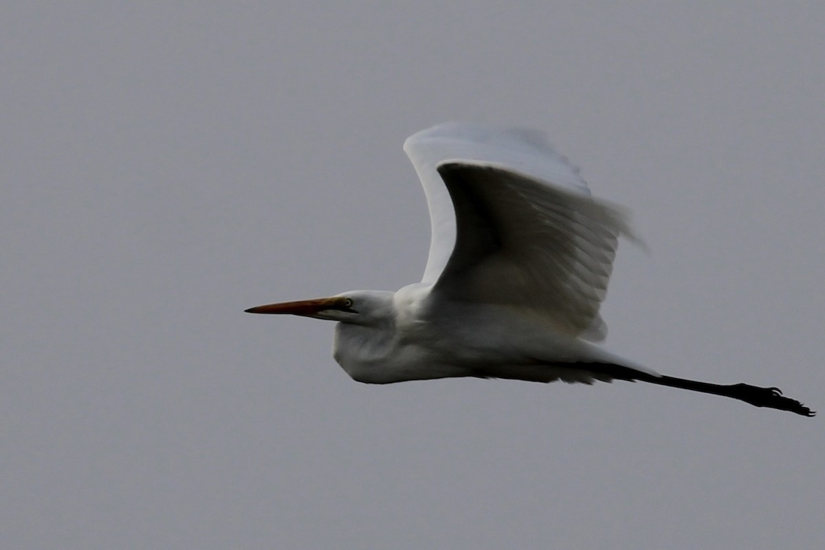 Grande Aigrette - ML652895330