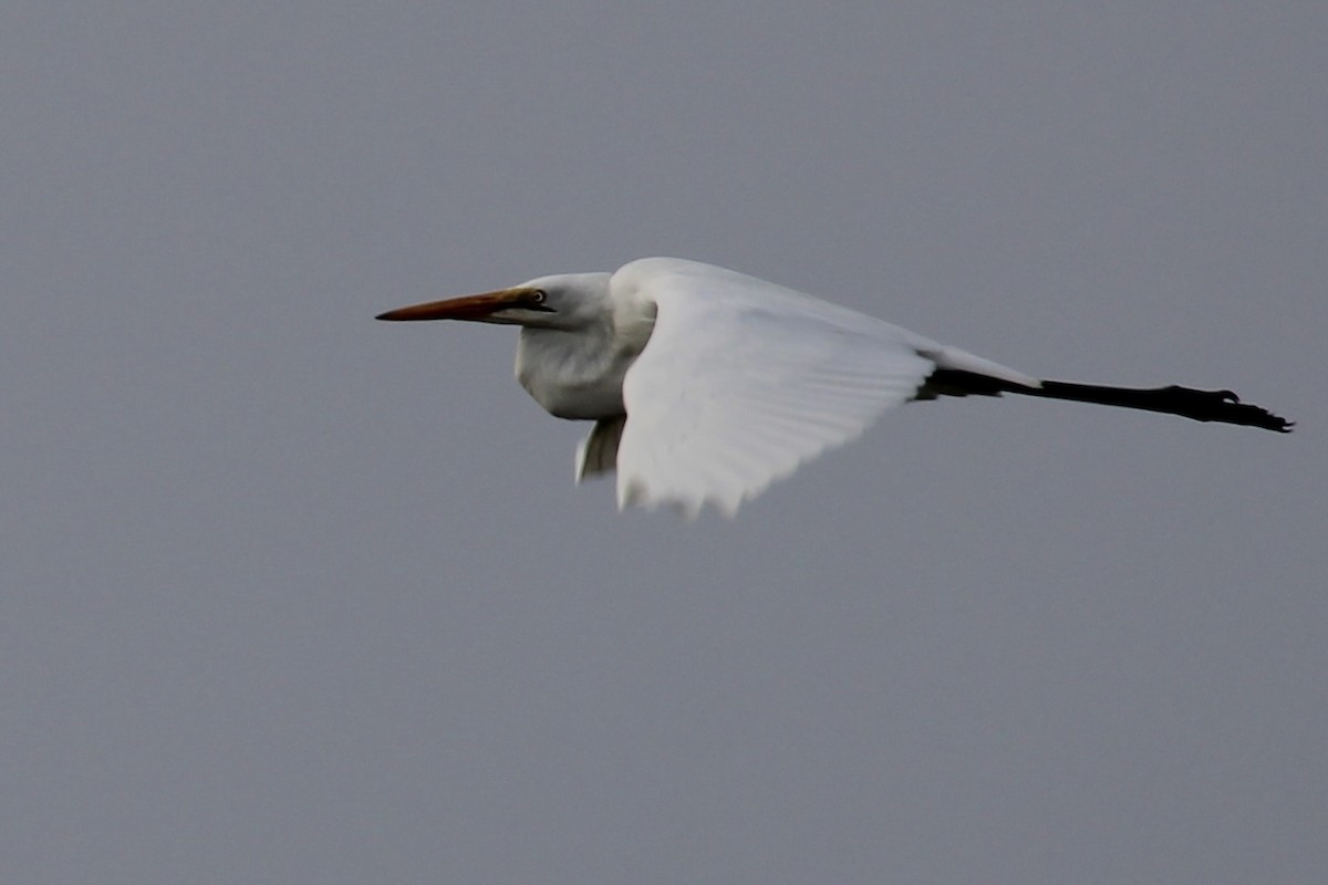 Grande Aigrette - ML652895331