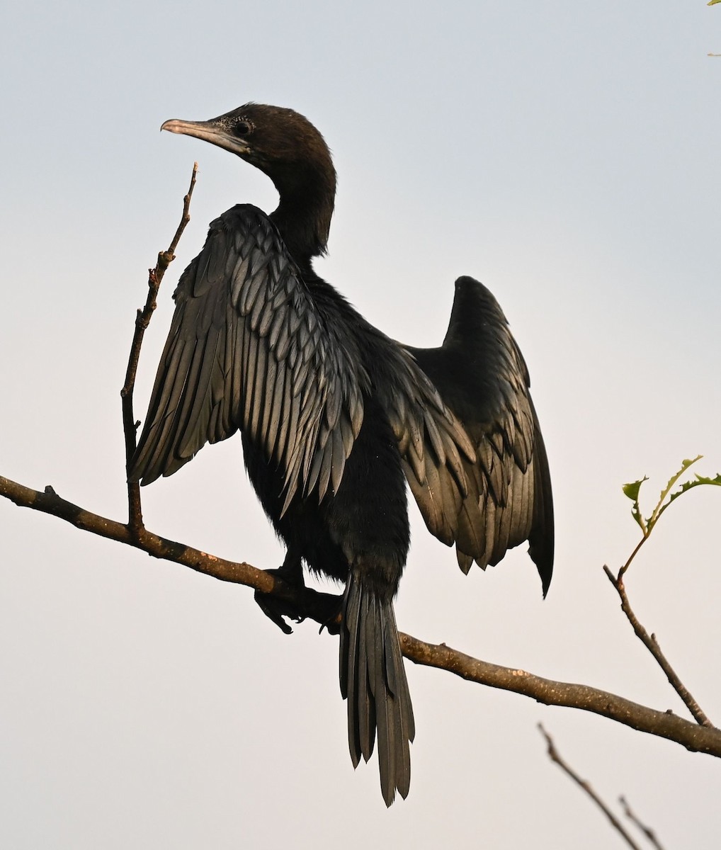 アジアコビトウ - ML652895359