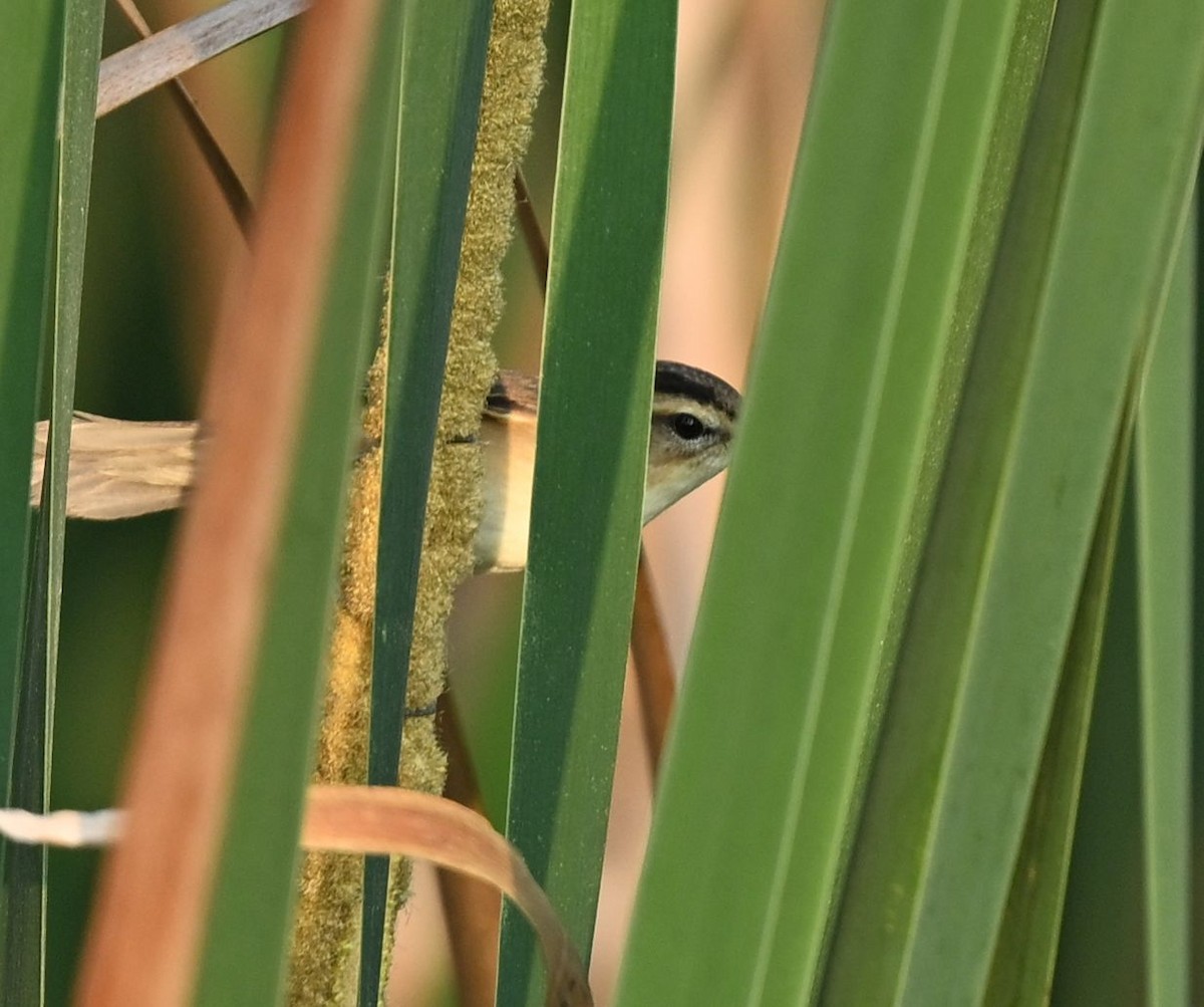 コヨシキリ - ML652895363