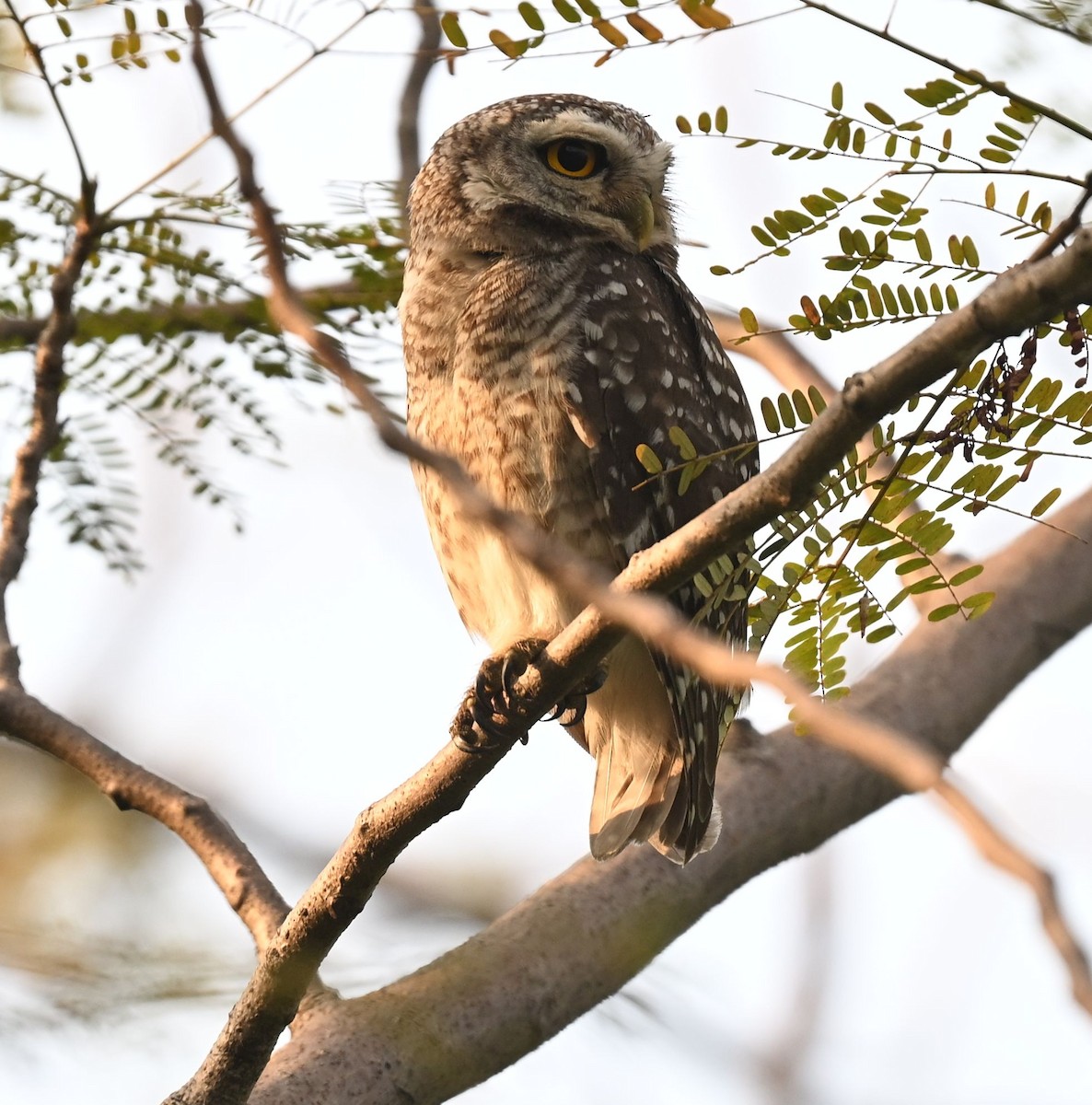 インドコキンメフクロウ - ML652895383