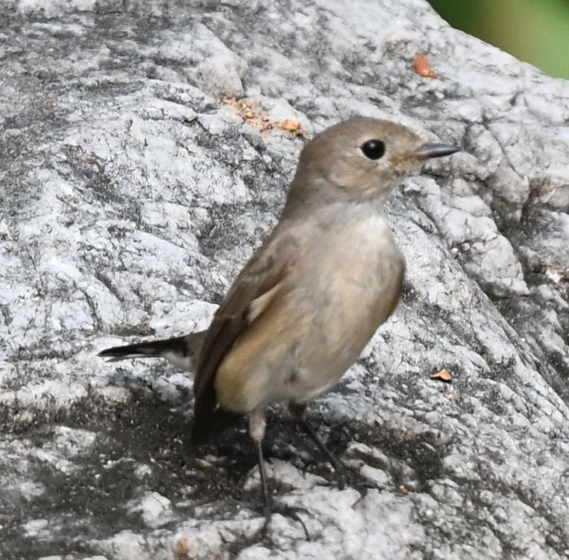 オジロビタキ - ML652895403