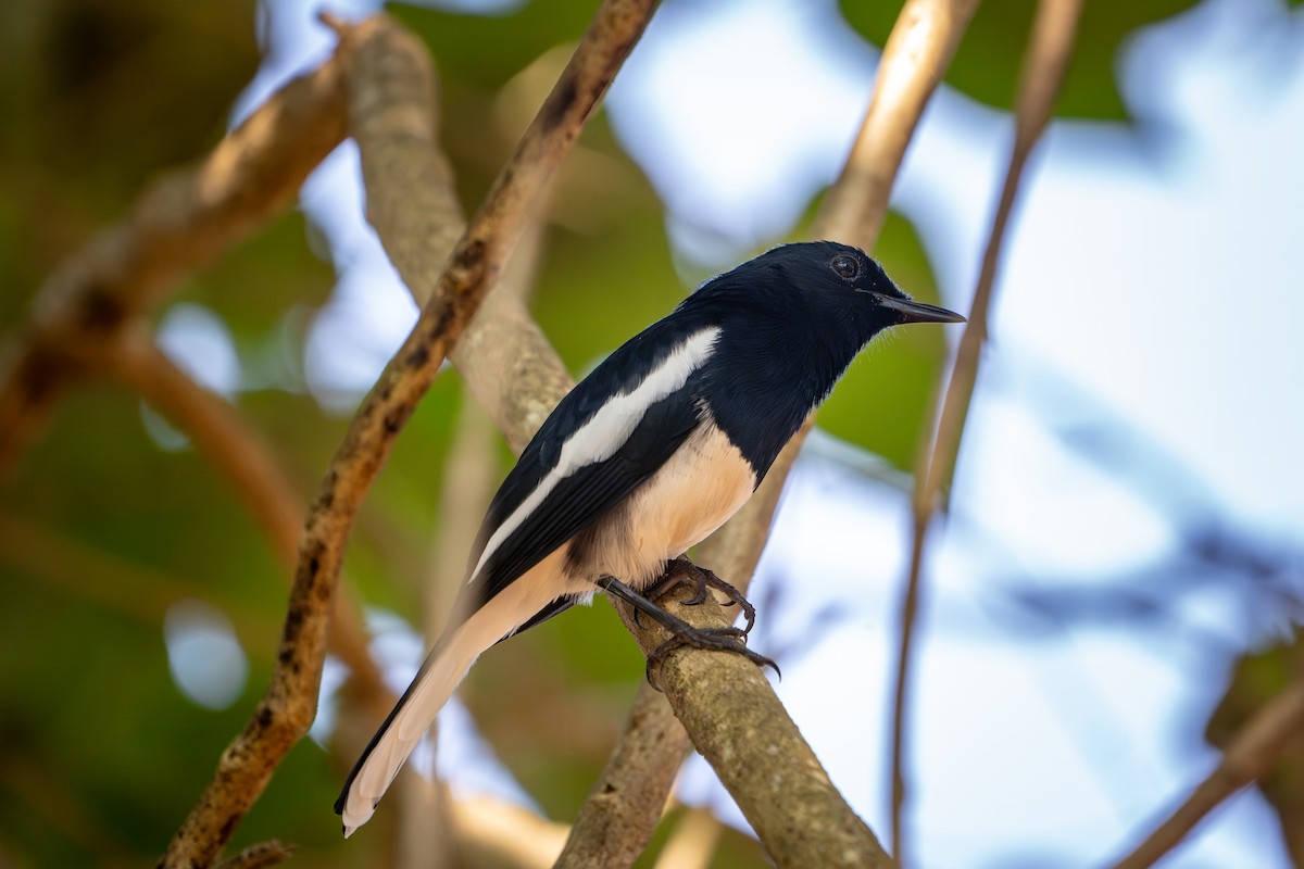 Shama dayal - ML652895410