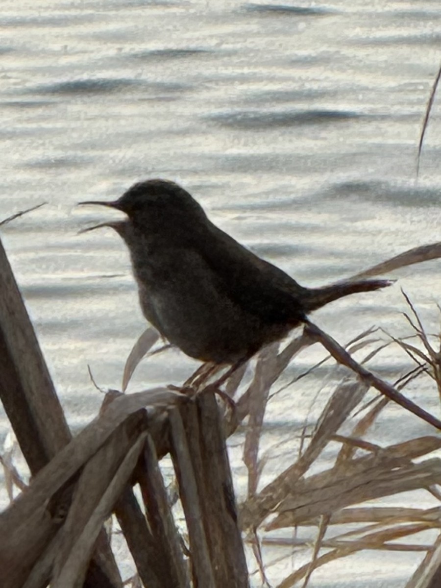 Bataklık Çıtkuşu - ML652895607